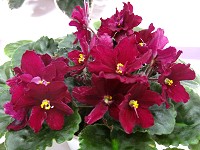 African Violet - Omaha Thunder